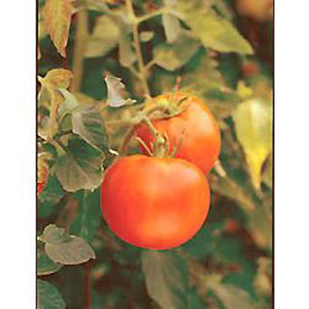 Picture of Seed Packet-Tomato-"Crimson Carmello"